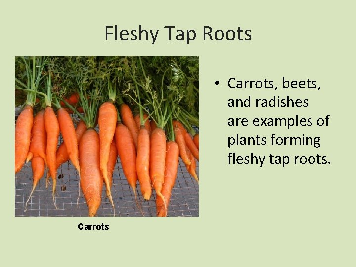 Fleshy Tap Roots • Carrots, beets, and radishes are examples of plants forming fleshy