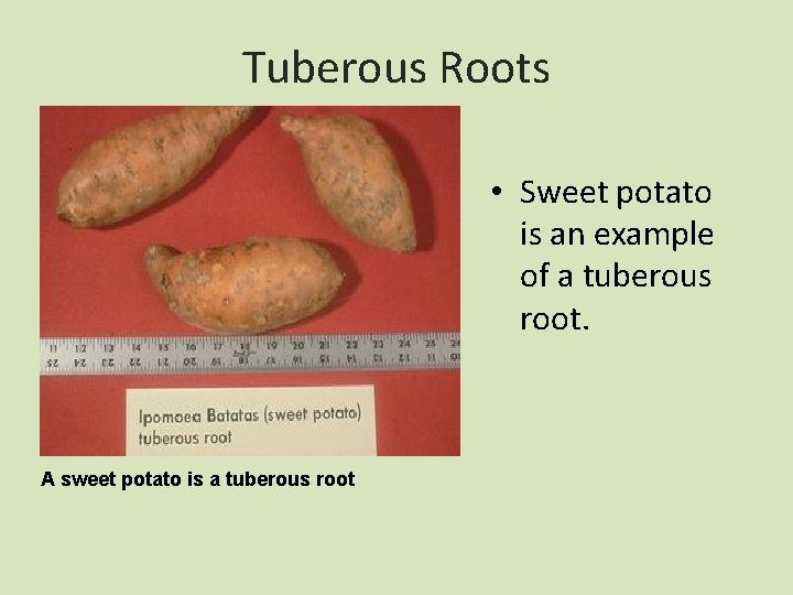 Tuberous Roots • Sweet potato is an example of a tuberous root. A sweet