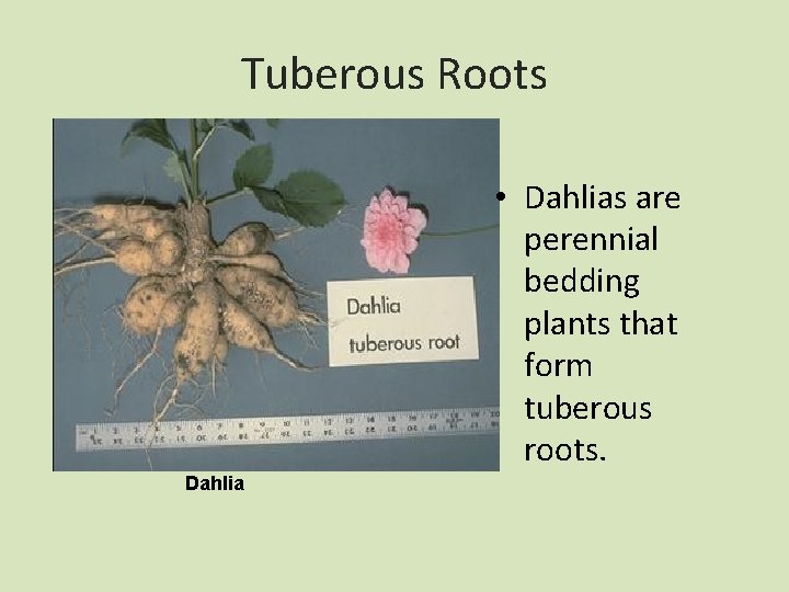 Tuberous Roots • Dahlias are perennial bedding plants that form tuberous roots. Dahlia 