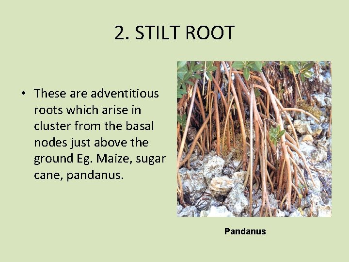 2. STILT ROOT • These are adventitious roots which arise in cluster from the