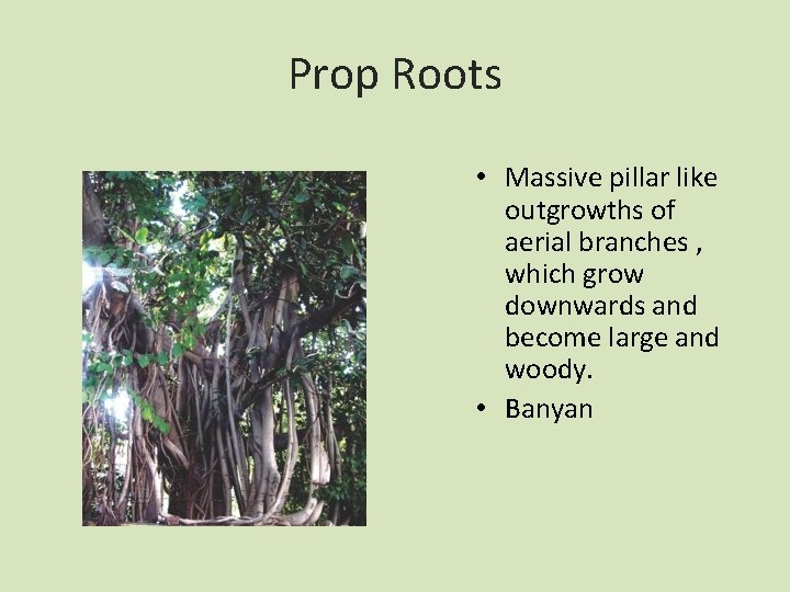 Prop Roots • Massive pillar like outgrowths of aerial branches , which grow downwards