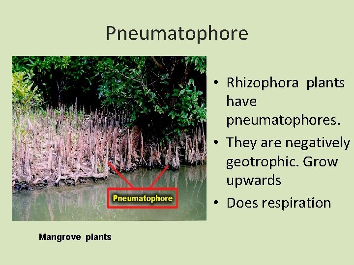 Pneumatophore • Rhizophora plants have pneumatophores. • They are negatively geotrophic. Grow upwards •