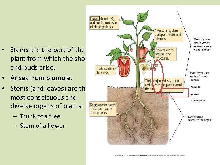 Stems • Stems are the part of the plant from which the shoots and