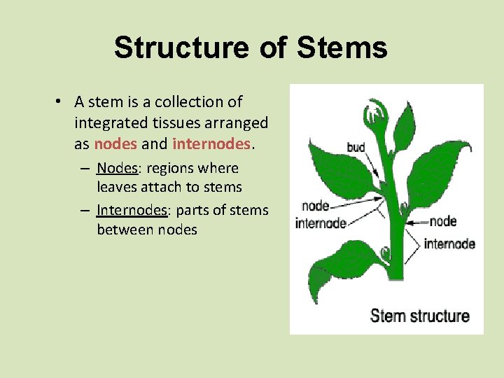 Structure of Stems • A stem is a collection of integrated tissues arranged as