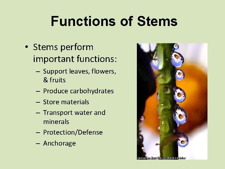 Functions of Stems • Stems perform important functions: – Support leaves, flowers, & fruits