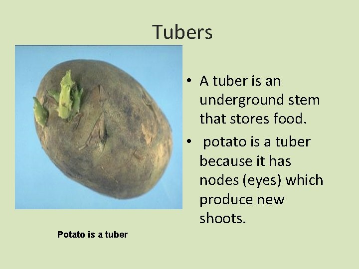 Tubers • A tuber is an underground stem that stores food. • potato is