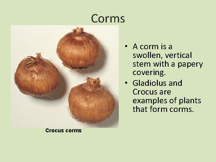 Corms • A corm is a swollen, vertical stem with a papery covering. •