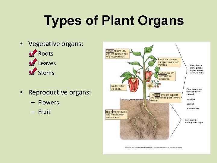 Types of Plant Organs • Vegetative organs: – Roots – Leaves – Stems •
