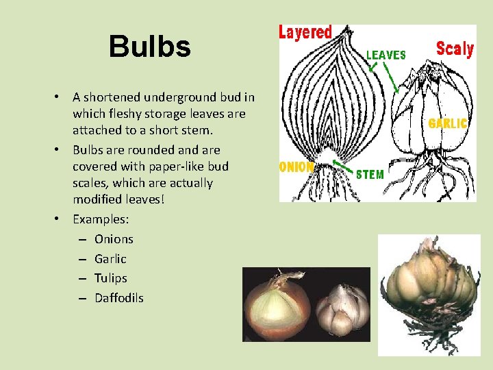 Bulbs • A shortened underground bud in which fleshy storage leaves are attached to