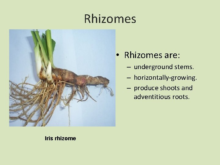 Rhizomes • Rhizomes are: – underground stems. – horizontally-growing. – produce shoots and adventitious