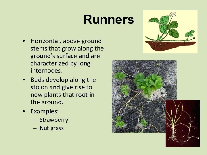 Runners • Horizontal, above ground stems that grow along the ground’s surface and are