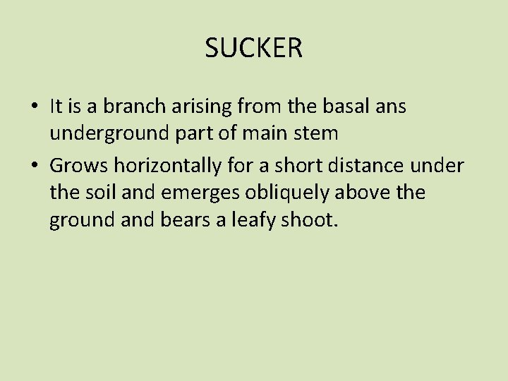 SUCKER • It is a branch arising from the basal ans underground part of