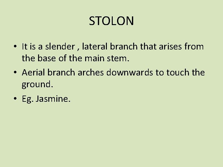 STOLON • It is a slender , lateral branch that arises from the base