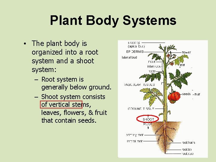 Plant Body Systems • The plant body is organized into a root system and