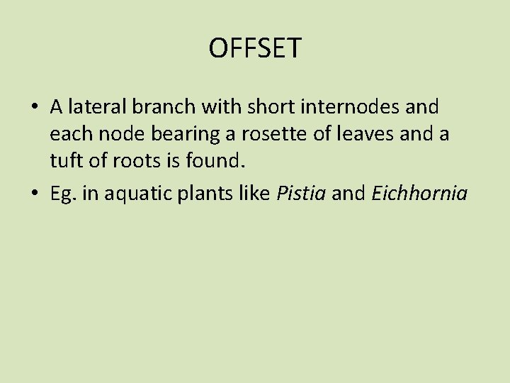 OFFSET • A lateral branch with short internodes and each node bearing a rosette