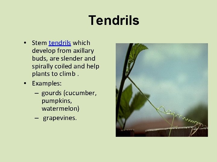 Tendrils • Stem tendrils which develop from axillary buds, are slender and spirally coiled