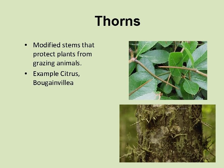 Thorns • Modified stems that protect plants from grazing animals. • Example Citrus, Bougainvillea