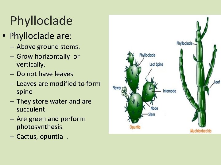 Phylloclade • Phylloclade are: – Above ground stems. – Grow horizontally or vertically. –