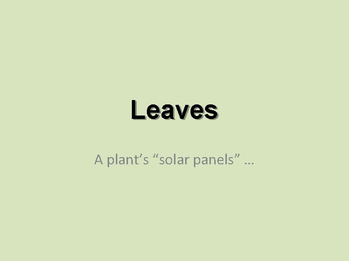 Leaves A plant’s “solar panels” … 