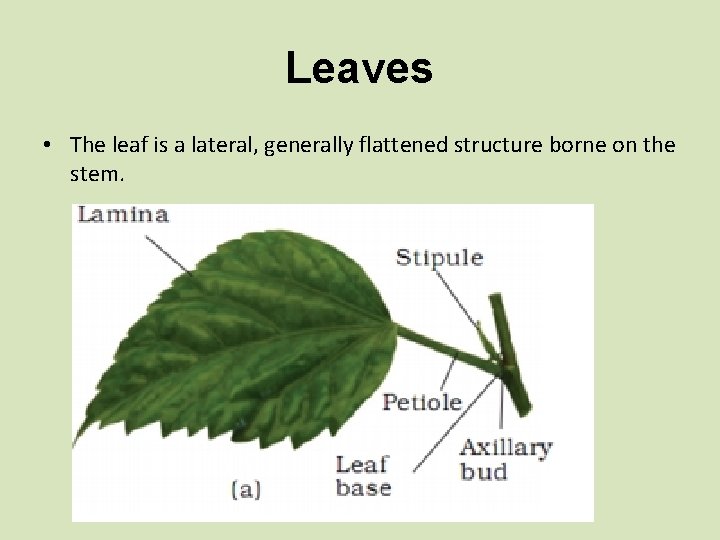 Leaves • The leaf is a lateral, generally flattened structure borne on the stem.