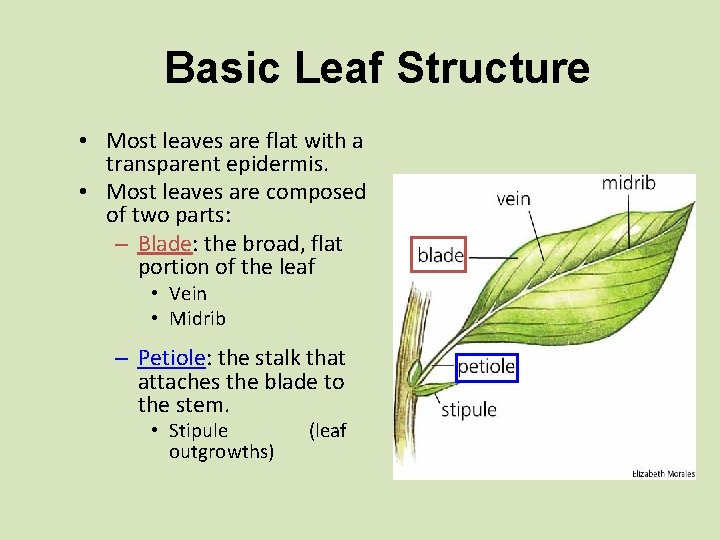 Basic Leaf Structure • Most leaves are flat with a transparent epidermis. • Most