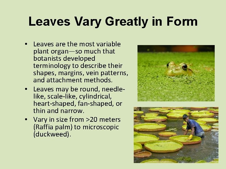 Leaves Vary Greatly in Form • Leaves are the most variable plant organ—so much