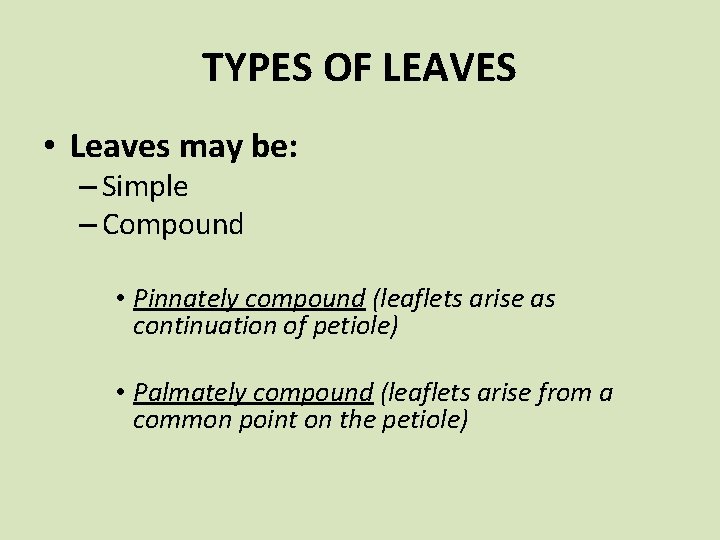 TYPES OF LEAVES • Leaves may be: – Simple – Compound • Pinnately compound
