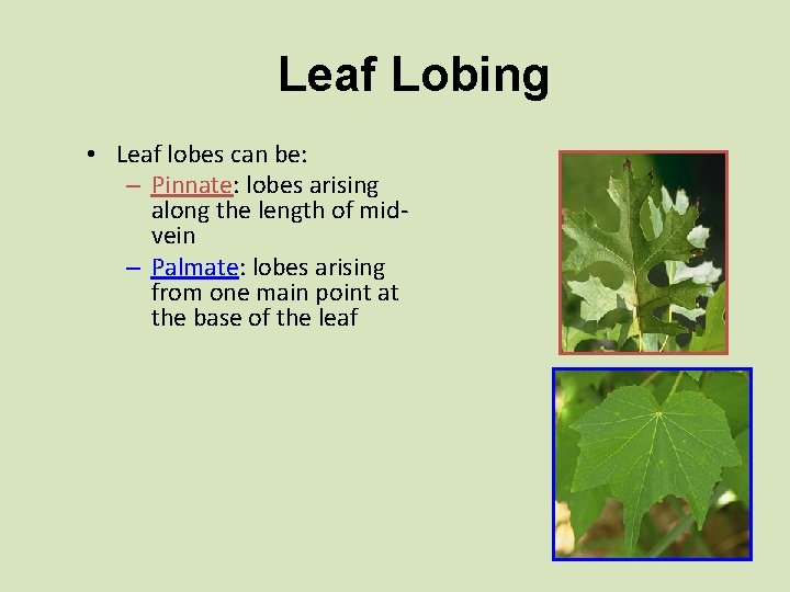 Leaf Lobing • Leaf lobes can be: – Pinnate: lobes arising along the length