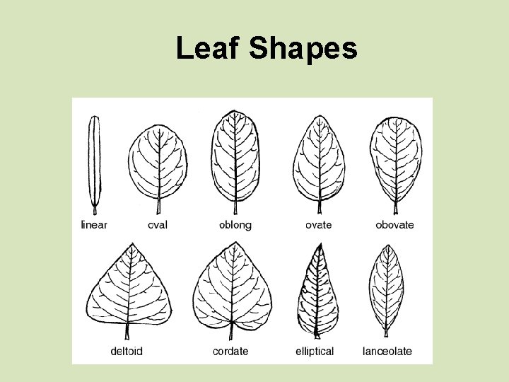 Leaf Shapes 