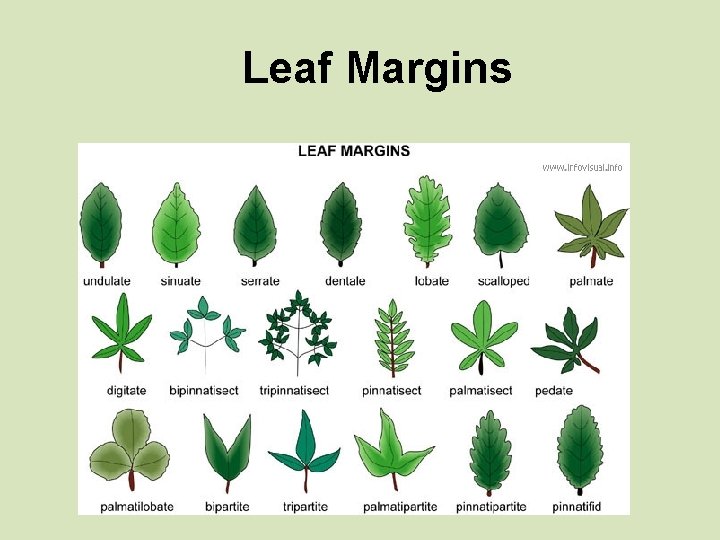 Leaf Margins 