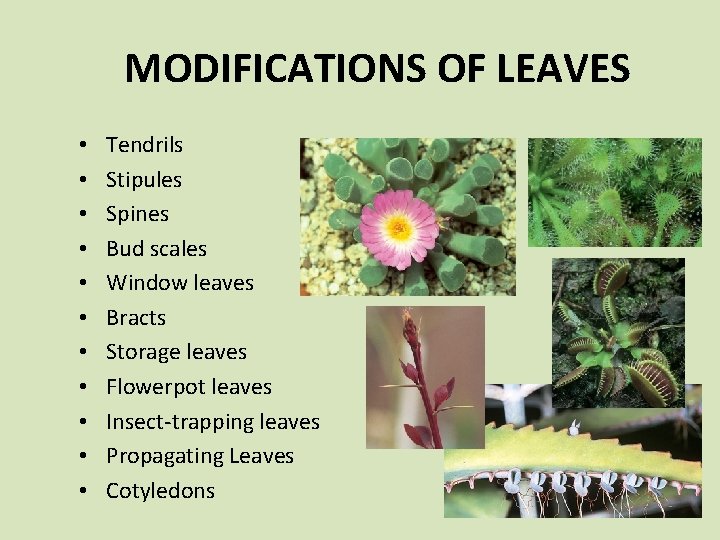 MODIFICATIONS OF LEAVES • • • Tendrils Stipules Spines Bud scales Window leaves Bracts