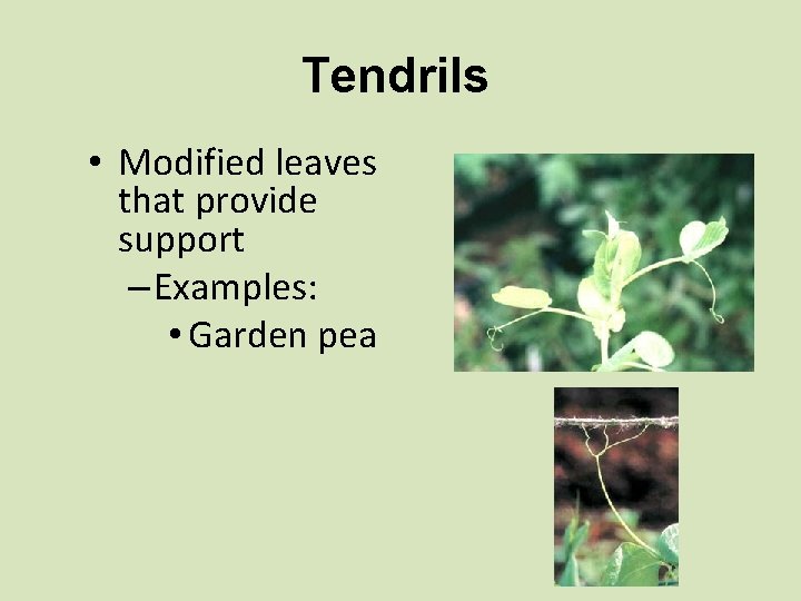 Tendrils • Modified leaves that provide support – Examples: • Garden pea 