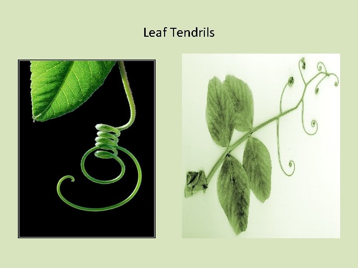 Leaf Tendrils 