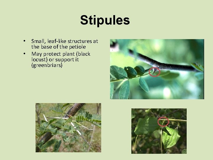 Stipules • Small, leaf-like structures at the base of the petiole • May protect