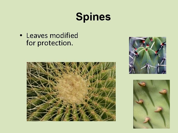 Spines • Leaves modified for protection. 