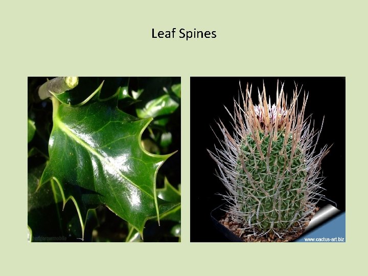 Leaf Spines 