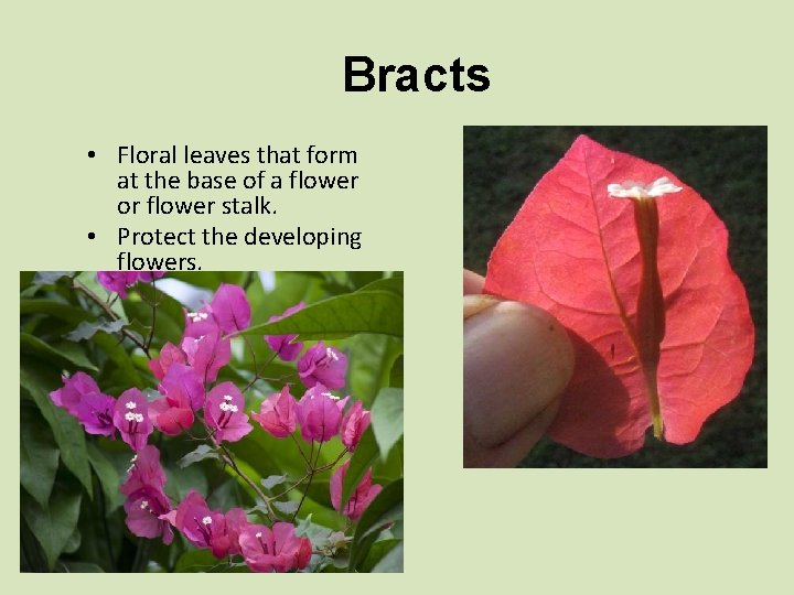 Bracts • Floral leaves that form at the base of a flower or flower