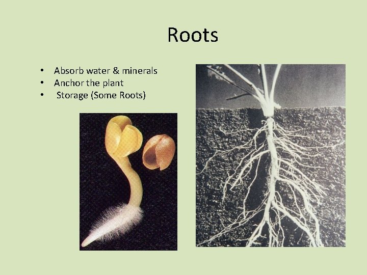 Roots • Absorb water & minerals • Anchor the plant • Storage (Some Roots)