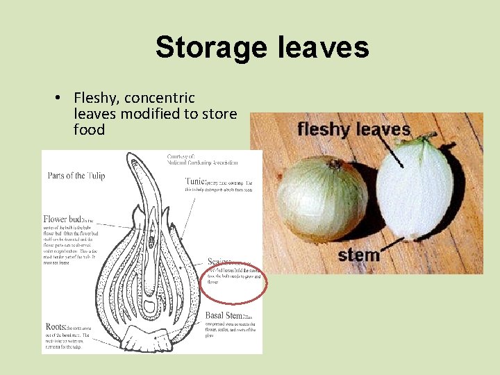 Storage leaves • Fleshy, concentric leaves modified to store food 