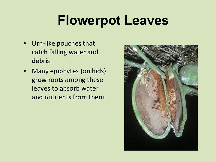 Flowerpot Leaves • Urn-like pouches that catch falling water and debris. • Many epiphytes