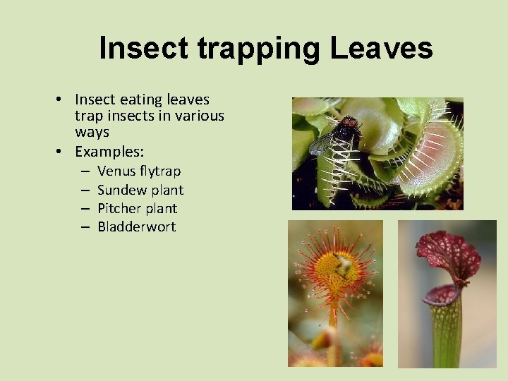Insect trapping Leaves • Insect eating leaves trap insects in various ways • Examples: