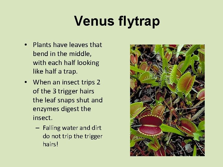 Venus flytrap • Plants have leaves that bend in the middle, with each half