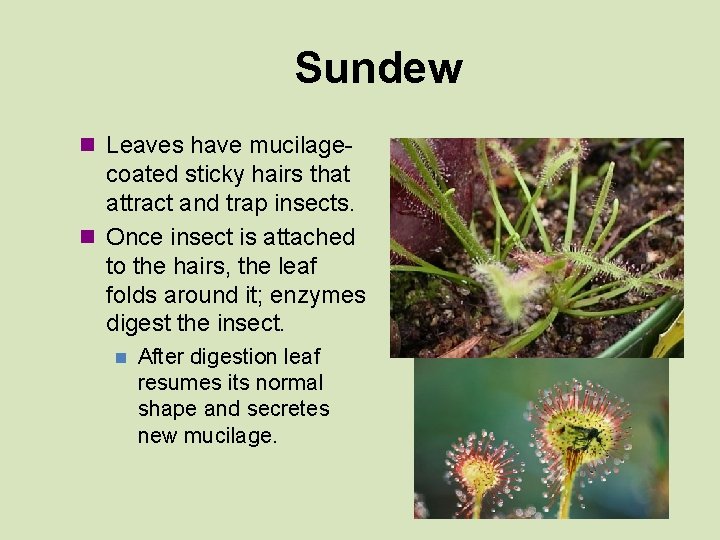 Sundew n Leaves have mucilage- coated sticky hairs that attract and trap insects. n