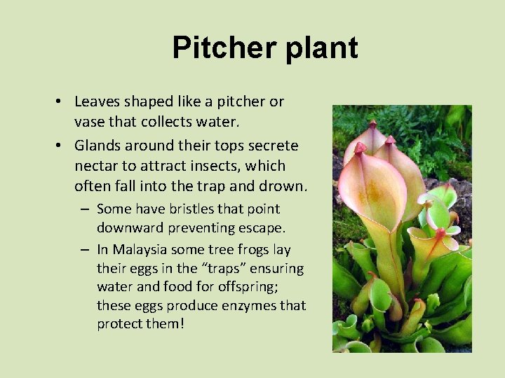 Pitcher plant • Leaves shaped like a pitcher or vase that collects water. •