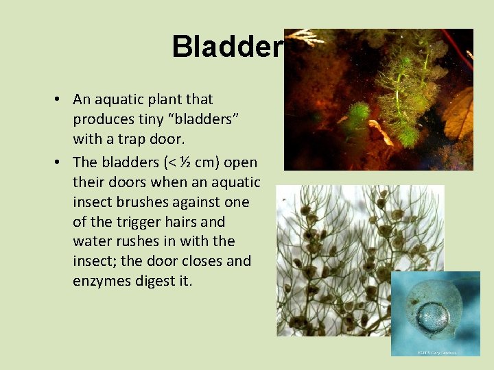 Bladderwort • An aquatic plant that produces tiny “bladders” with a trap door. •