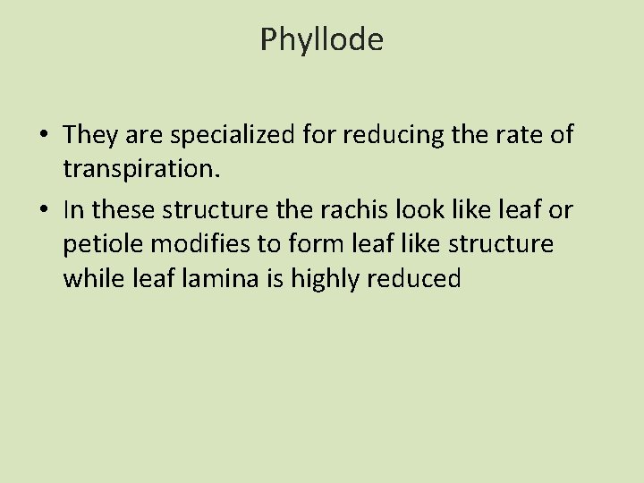 Phyllode • They are specialized for reducing the rate of transpiration. • In these