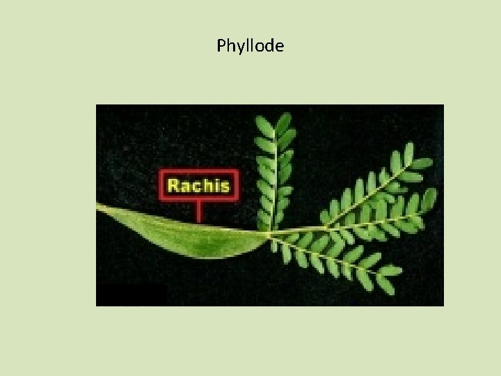 Phyllode 