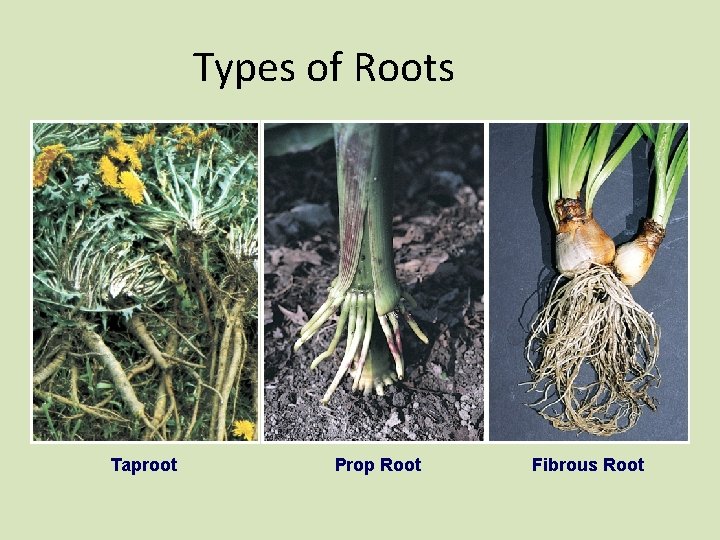 Types of Roots Taproot Prop Root Fibrous Root 