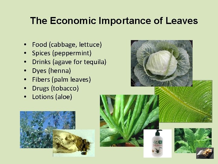 The Economic Importance of Leaves • • Food (cabbage, lettuce) Spices (peppermint) Drinks (agave