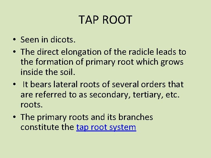 TAP ROOT • Seen in dicots. • The direct elongation of the radicle leads